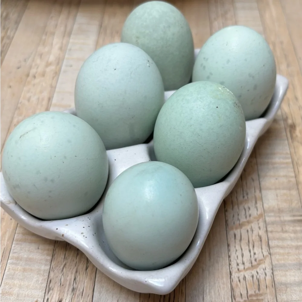 Hatching eggs 🪺 - Picture 15 of 15